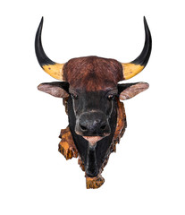 Closeup of  bull head statue with real horn  isolated on a white background.