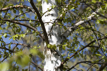 Birch tree trunk with fresh foliage as a background. 