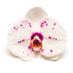 Orchid flowers isolated on white background. Flat lay, top view