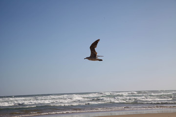 bird mid air