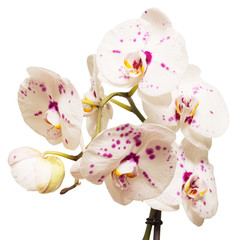 Branch of orchid flower isolated on white background. Flat lay, top view