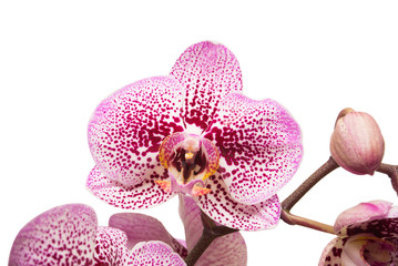 Branch of pink orchid flowers with buds isolated on white background. Flat lay, top view