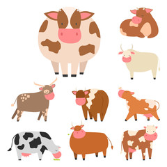 Bulls cows farm animal character vector illustration cattle mammal nature wild beef agriculture.