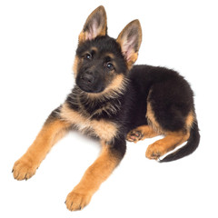 A beautiful puppy is the German shepherd, isolated on a white background. Fluffy dog close-up of brown and black color