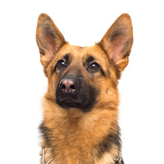 Beautiful adult german shepherd posing isolated on white background. Fluffy dog close-up of brown and black color