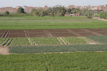 Fototapeta na wymiar Agricultural Land