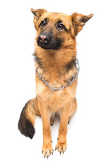 Beautiful adult german shepherd posing isolated on white background. Fluffy dog close-up of brown and black color