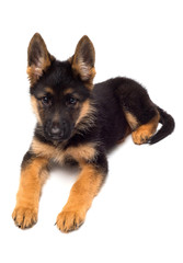 A beautiful puppy is the German shepherd, isolated on a white background. Fluffy dog close-up of brown and black color