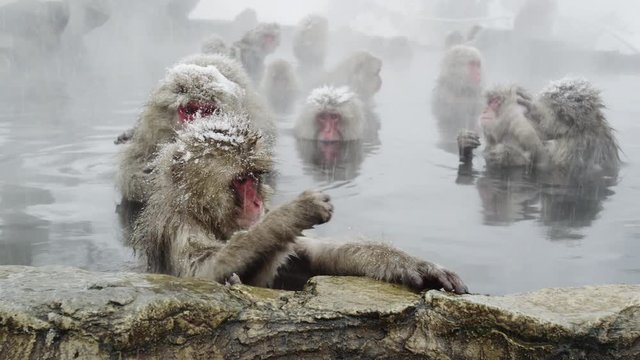 The Japanese Macaque (Snow) Monkeys enjoying a bath in the Onsen of Jigokudani Yaenkoen 