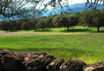 A green field with a stone wall and distant mountains