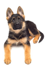 A beautiful puppy is the German shepherd, isolated on a white background. Fluffy dog close-up of brown and black color