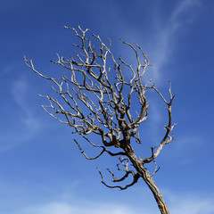 bare twig against blue sky