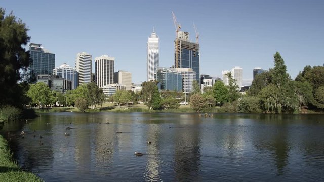 Ducks in the Pond of John Oldham Park  with the Skyline of Perth at the Background