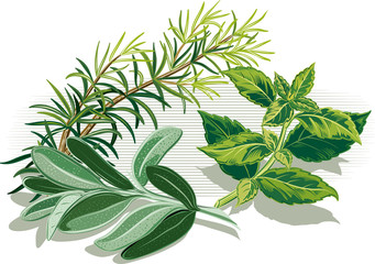 branch of rosemary, sage leaves and a sprig of basil.