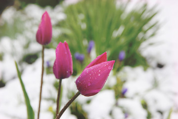 Spring tulips coated with snow