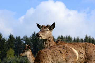 happy together, male deer in springtime without it´s antlers