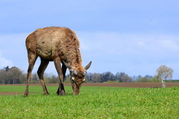 Naklejka na ściany i meble unarmed fighter, male deer in spring time grazing without it´s antlers