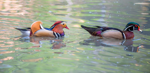 Mandarin duck and wood duck