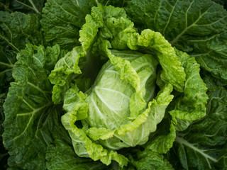 cabbage farm salad for diet  vegetarian