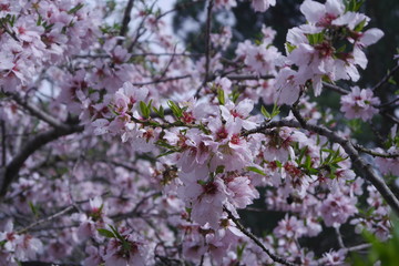 Almendros en flor