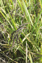 Organic rice berry in farm. Thai black jasmine rice.