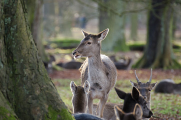 Fototapeta premium Deer in the summer forest