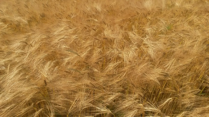 color detail photography of grain field