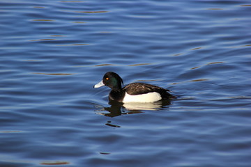 Eine hübsche Reiherente (Aythya fuligula) schwimmt auf einem See