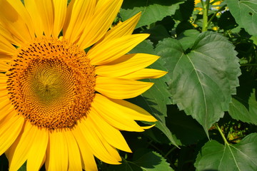 Obraz premium sunflower