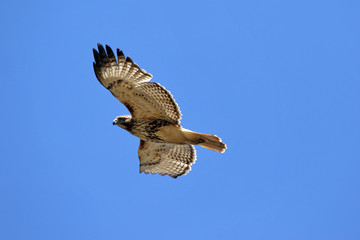 Red-tailed Hawk