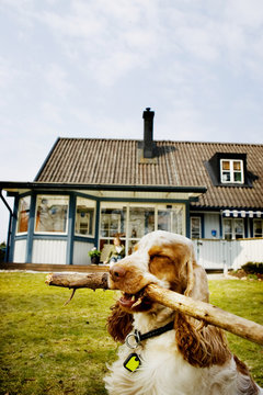 English Cocker Spaniel holding stick in mouth at lawn
