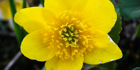 Caltha palustris Sumpfdotterblume