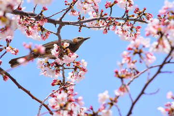 sakura with little bierd
