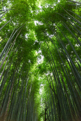 Naklejka premium Arashiyama bamboo forest