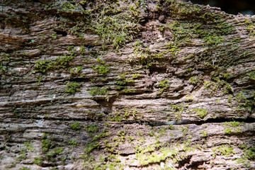 The real wood texture picture from forest