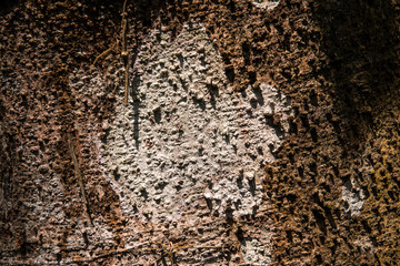 The real wood texture picture from forest