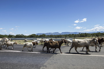 South African Countryside