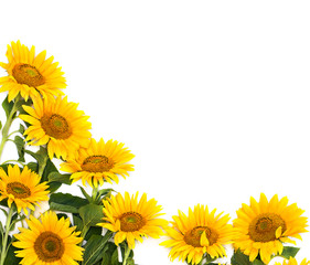 Flowers sunflower on a white background with space for text. Top view, flat lay