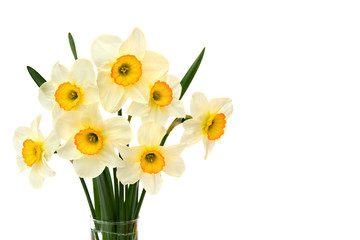 Bouquet of white narcissus with yellow-orange middles on a white background with space for text