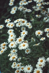 daisy