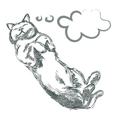 Sleeping gray cat. Vector illustration. Hand pencil drawing.