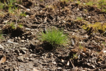 Spring Green Grass close up