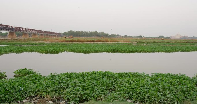 Kakri (Indian Cucumber), and Ghiya (Bottle Gourd) farmers work with the Taj Mahal as their backdrop