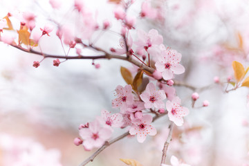 Blooming tree on spring in Czech Republic