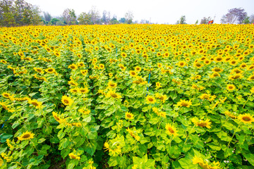 Sunflower at the farm in Chiang Mai province in Northern Thailand © Golden House Images