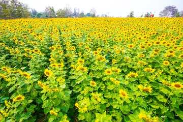 Fototapeten Lindgrün Sunflower at the farm in Chiang Mai province in Northern Thailand  © Golden House Images