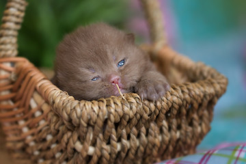 Zuckersüßes Britisch Kurzhaar Kitten im Korb