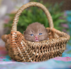 Zuckersüßes Britisch Kurzhaar Kitten im Korb
