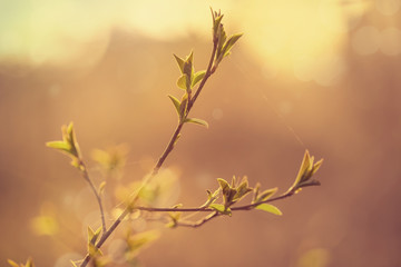 Blurred natural spring background with young leaves on tree branch