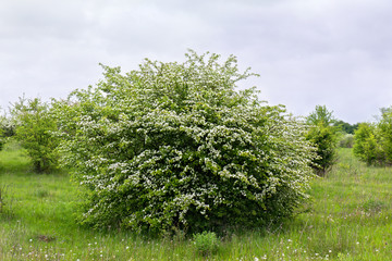 Blooming hawthorn in garden (Crataegus monogyna). Common names: common hawthorn, single-seeded...